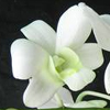 Orchid Dance Corsages at Washougal, WA Florist