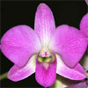 Orchid Corsages for Washougal Dance by Washougal, WA Florist