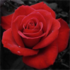 rose wrist corsages at Flowers Washougal, Washougal, WA